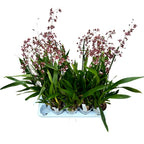 Oncidium Sharry Baby Sweet Chocolate Fragrance (intensely scented flowers)
