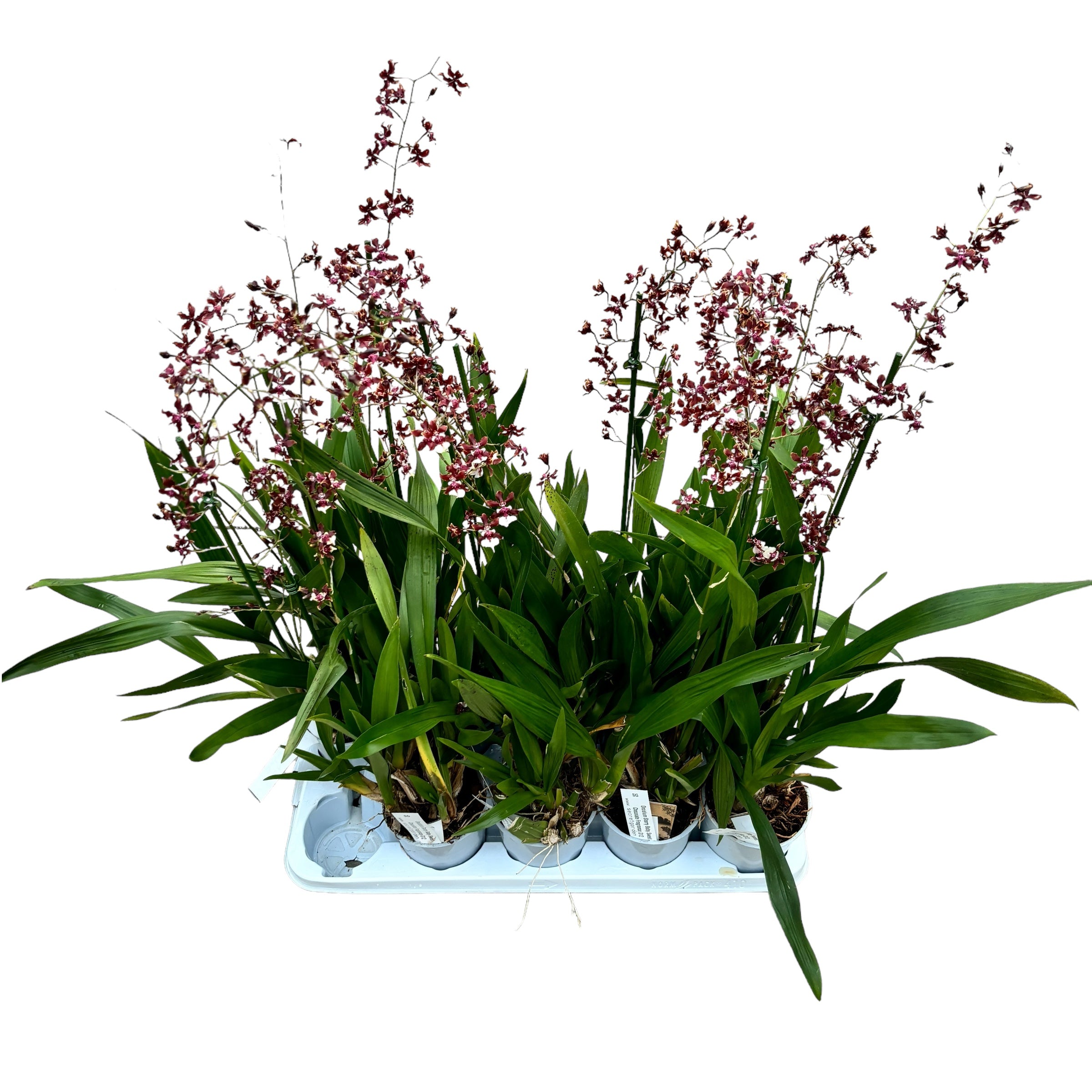 Oncidium Sharry Baby Sweet Chocolate Fragrance (intensely scented flowers)