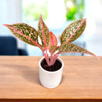 Aglaonema ‘Prestige’ – frumusete exotica in nuante de roz si verde tropical