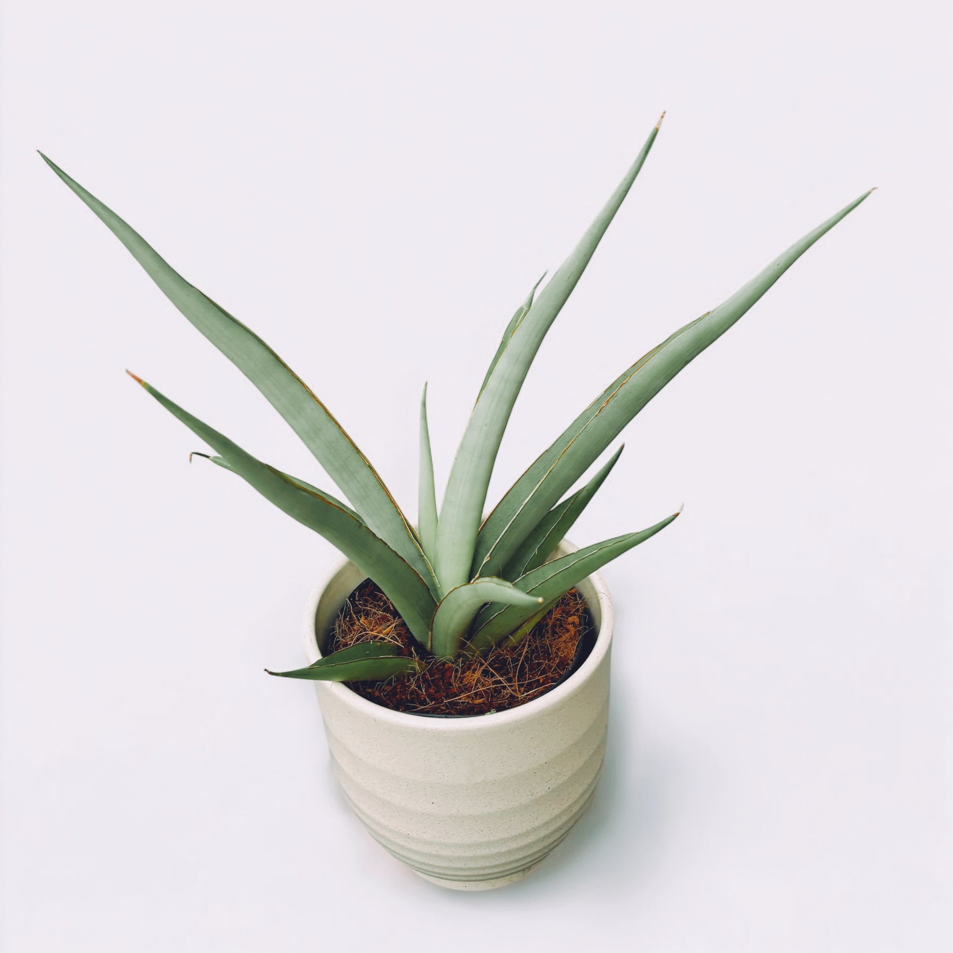 Ibrido di Sansevieria 'Chanin' (Sansevieria Silver Syreni)  Secret Garden  Plant Shop