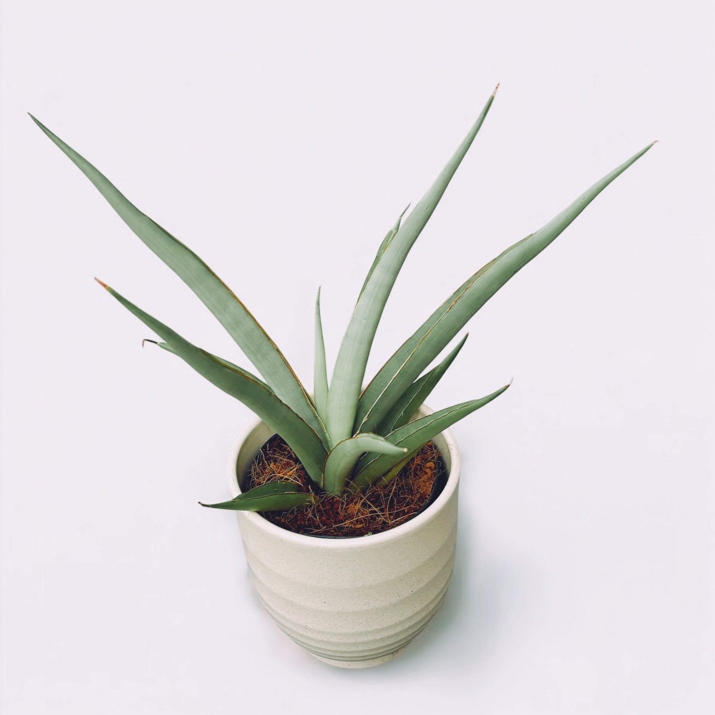 Sansevieria hybrid 'Chanin' (Sansevieria Silver Syreni)