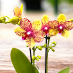 Phalaenopsis Anthura Grosseto (Phalaenopsis Tristar Poeker)