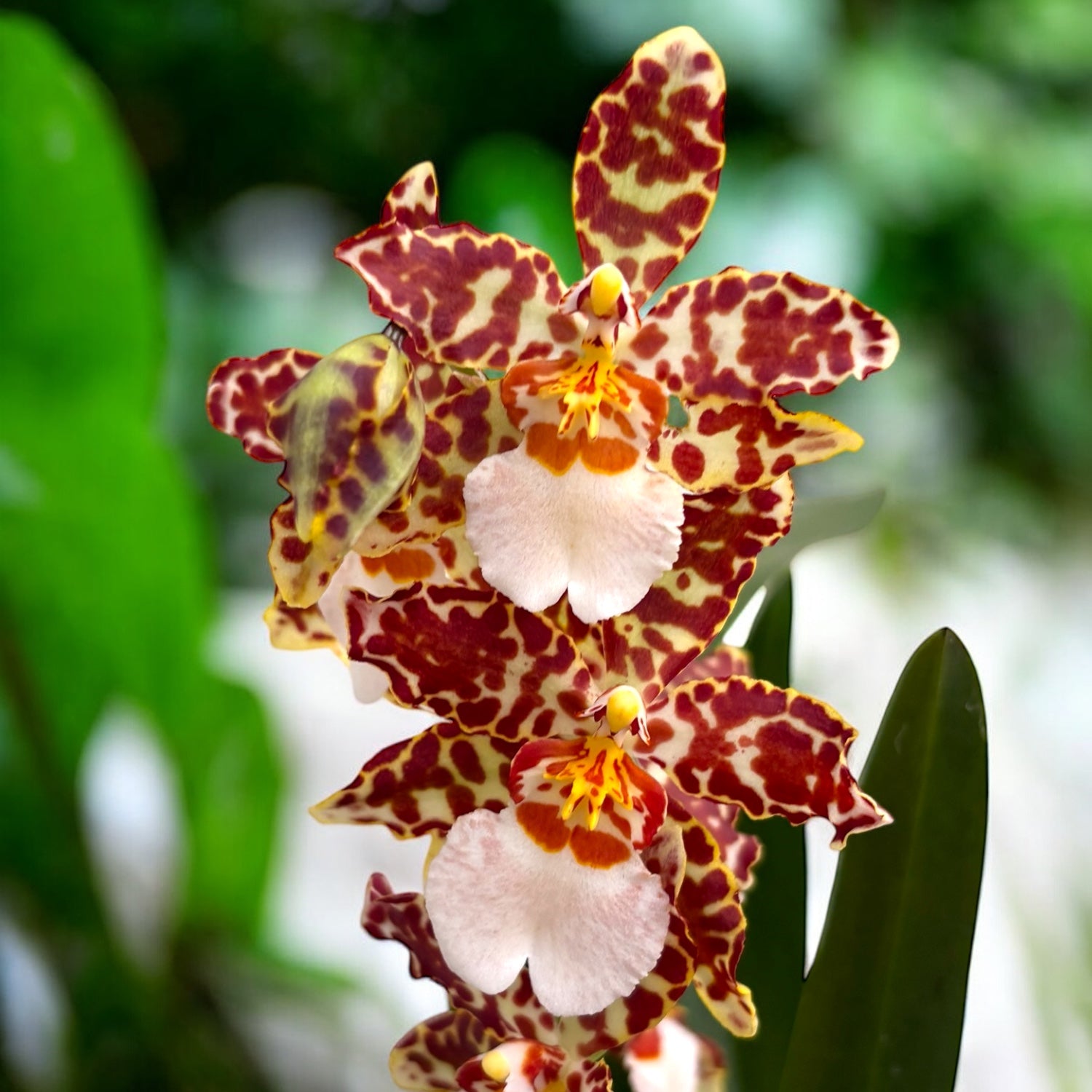 Oncostele Eye Candy 'Penny Candy'