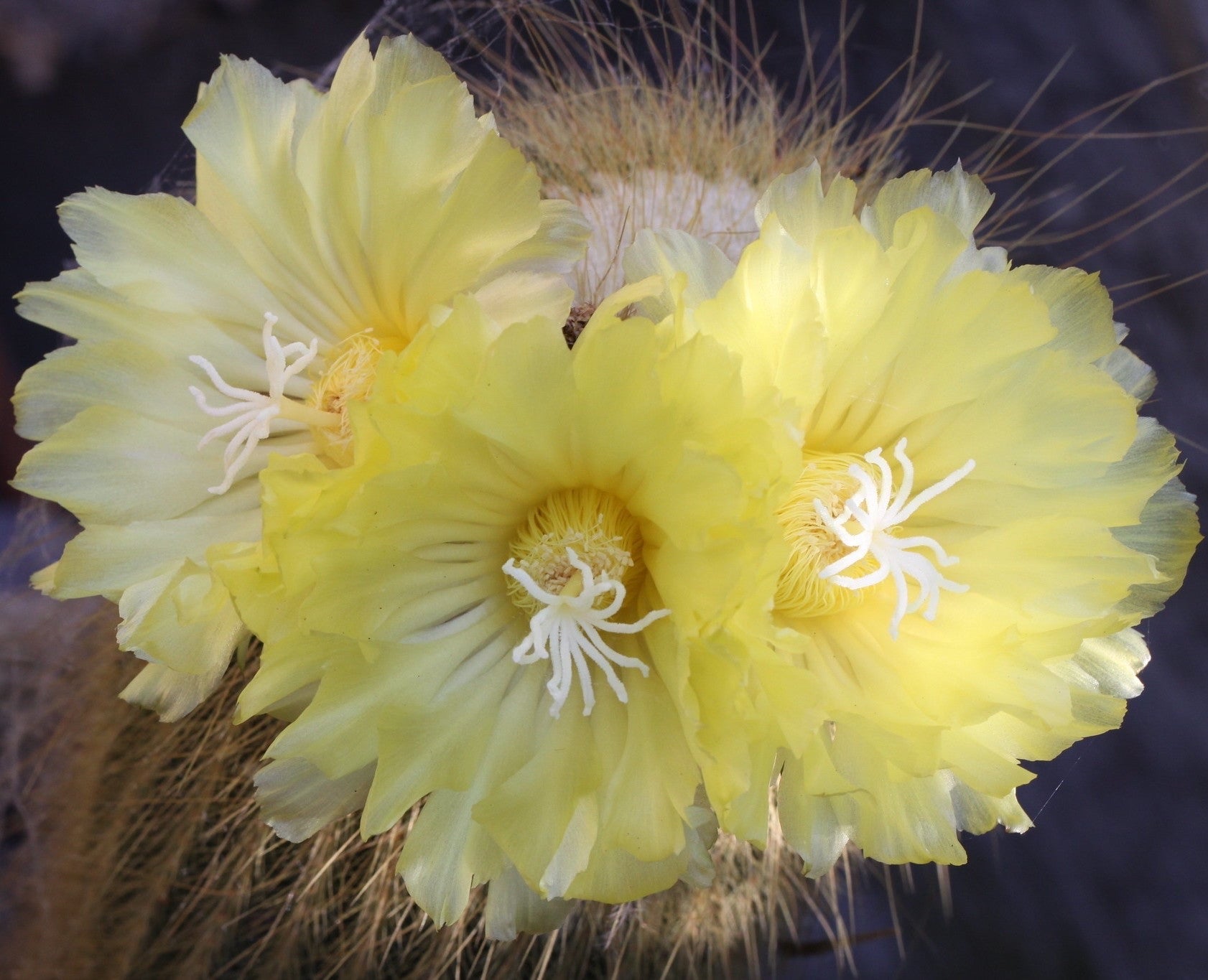 Notocactus Leninghausi Inermis