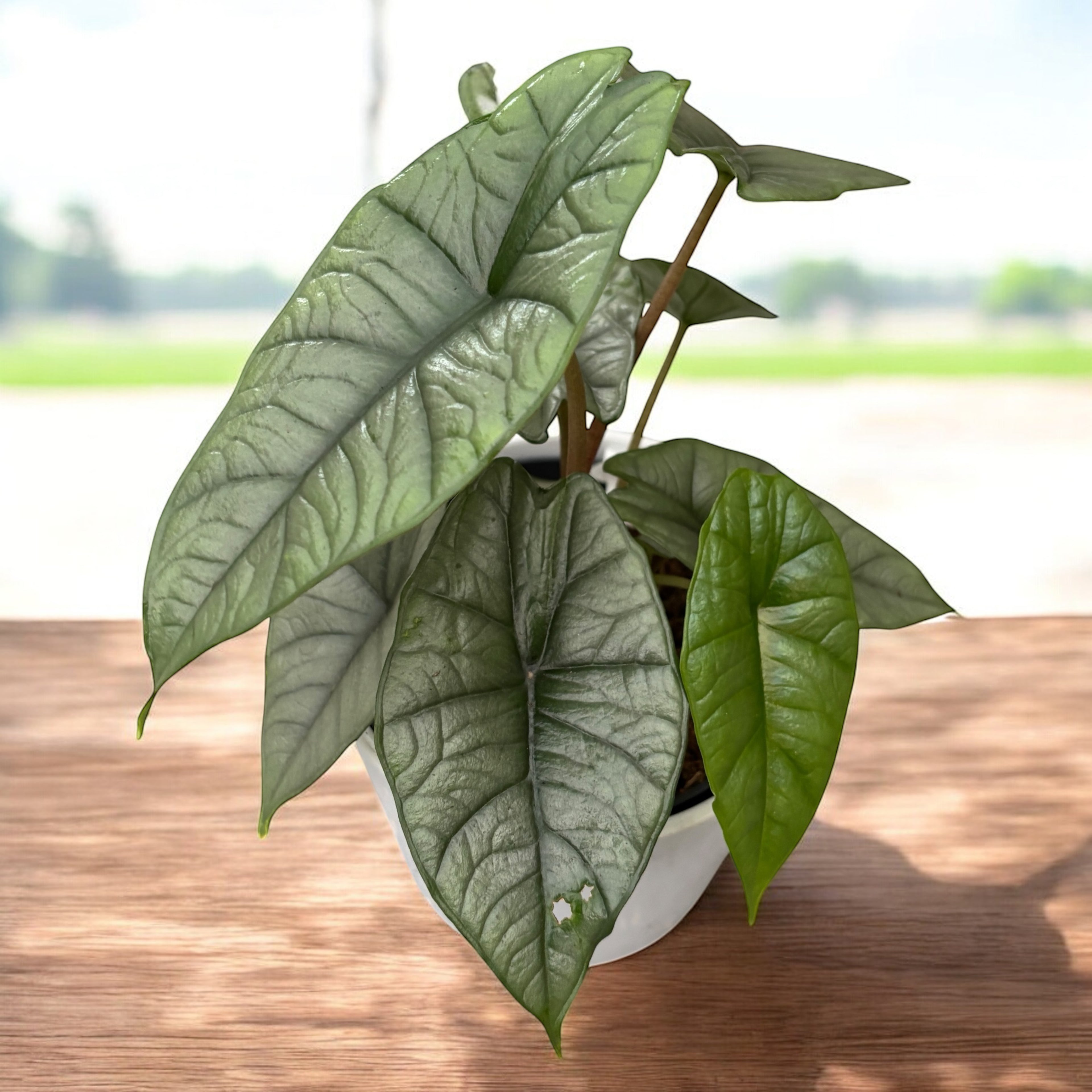 Alocasia 'Platinum' - varietate rara cu frunzis argintiu-metalizat