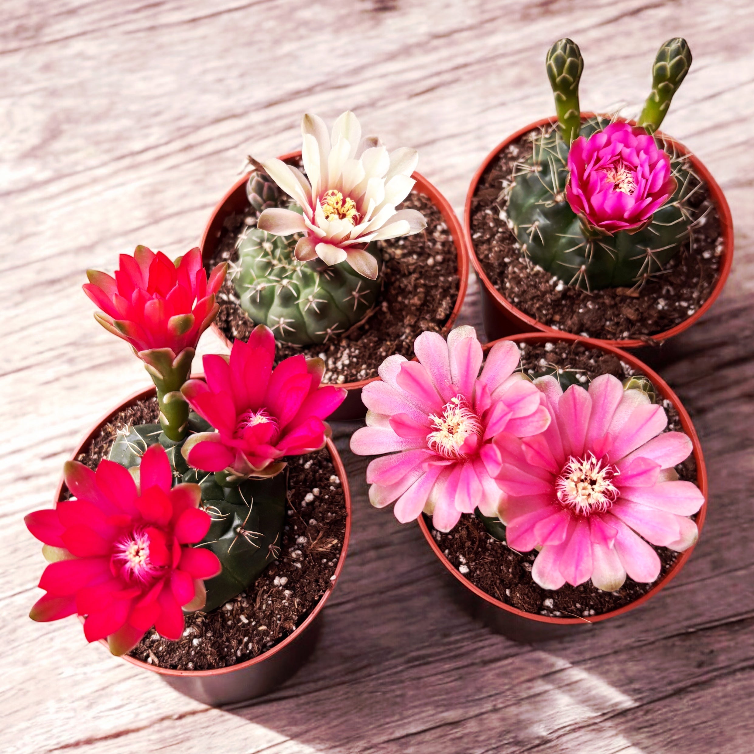 Gymnocalycium baldianum mix D8