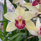 Cymbidium Summer Pearl 'Shirley'