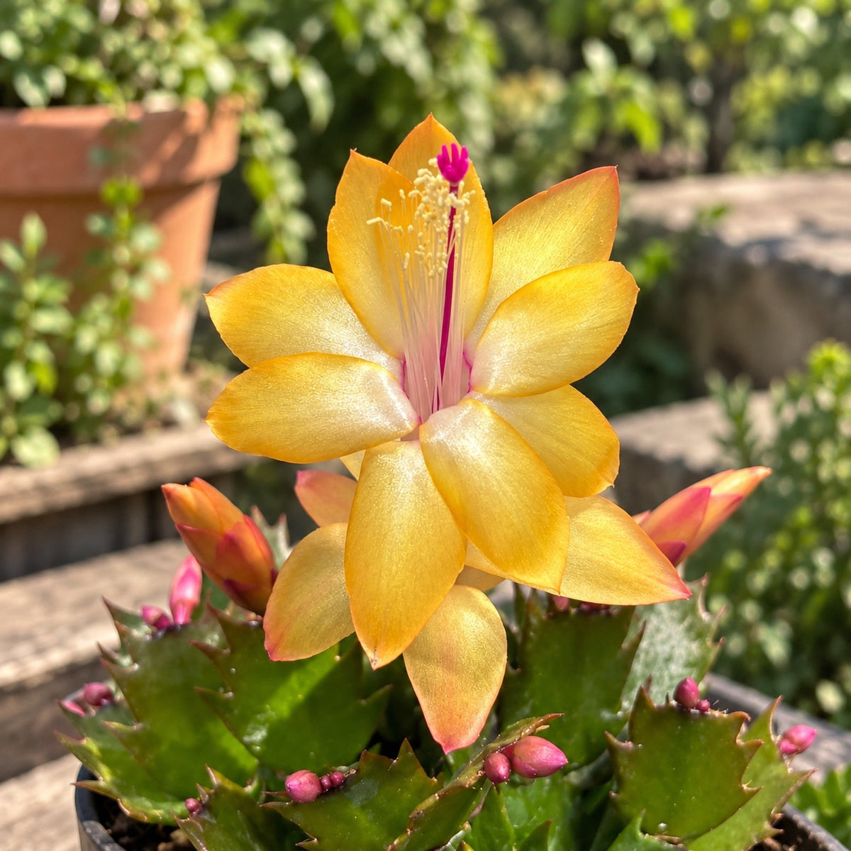 Craciunita - Schlumbergera 'Gold Charm'