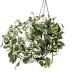 Epipremnum (Scindapsus) aureum 'N'joy' - XXL példányok