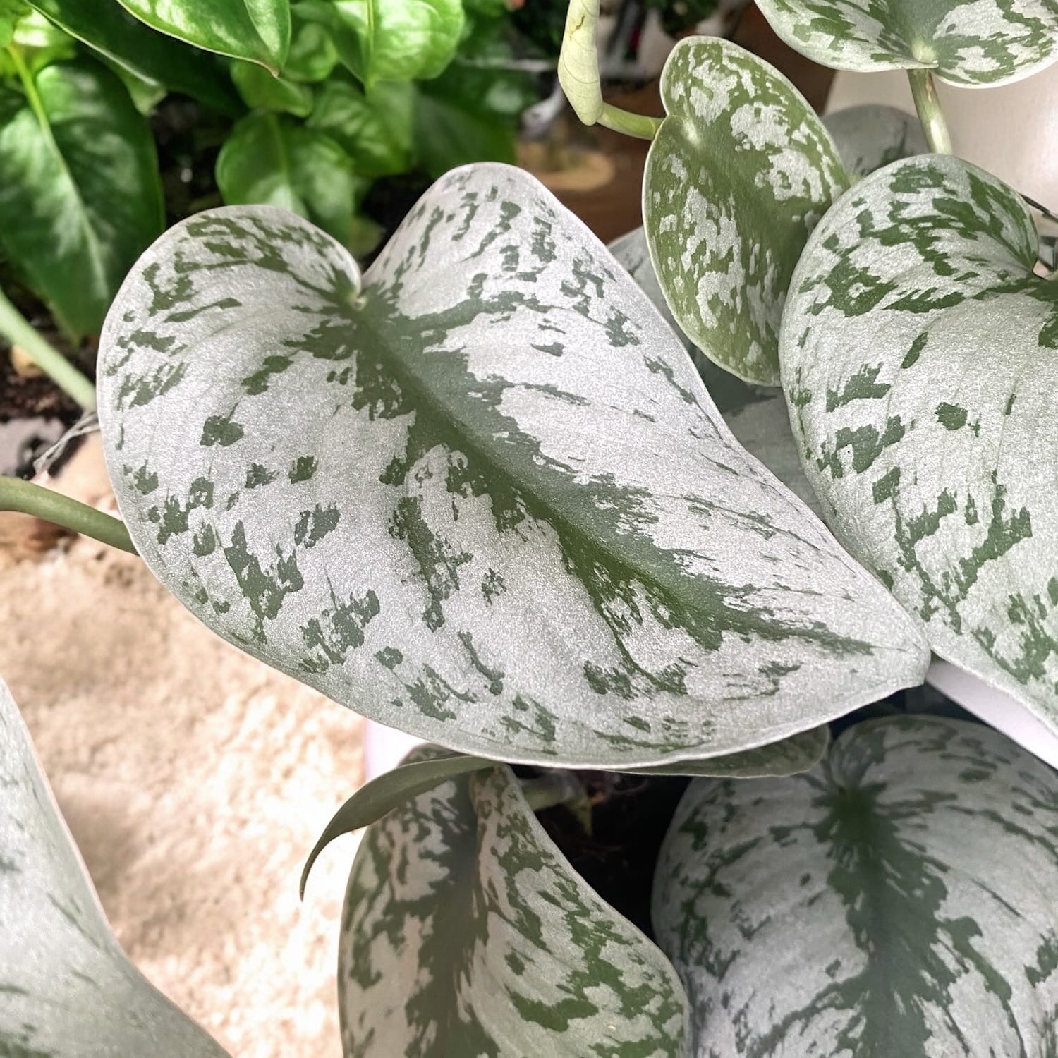 Scindapsus pictus 'Exotica' (Scindapsus Trebie)