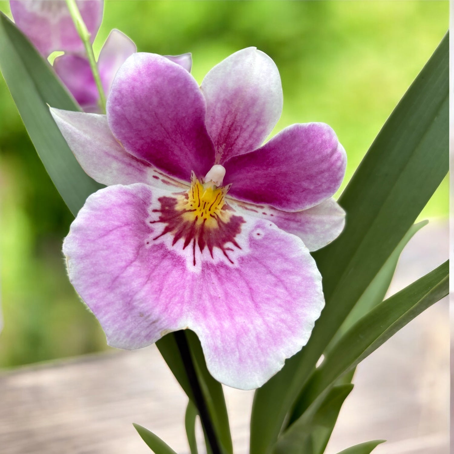 Miltoniopsis rose