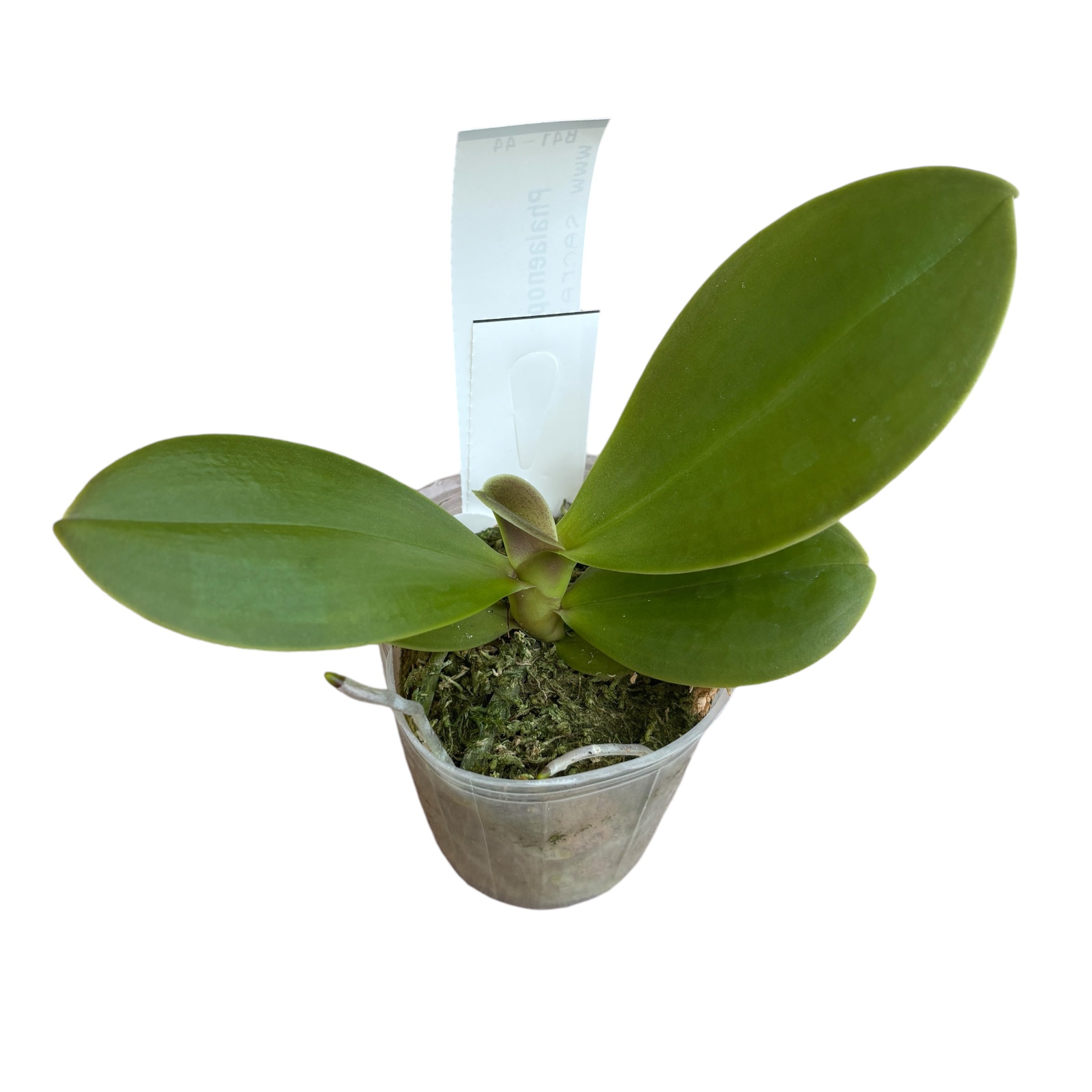 Phalaenopsis Ember - flori cerate parfumate