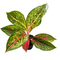 Aglaonema 'Lychee Red'
