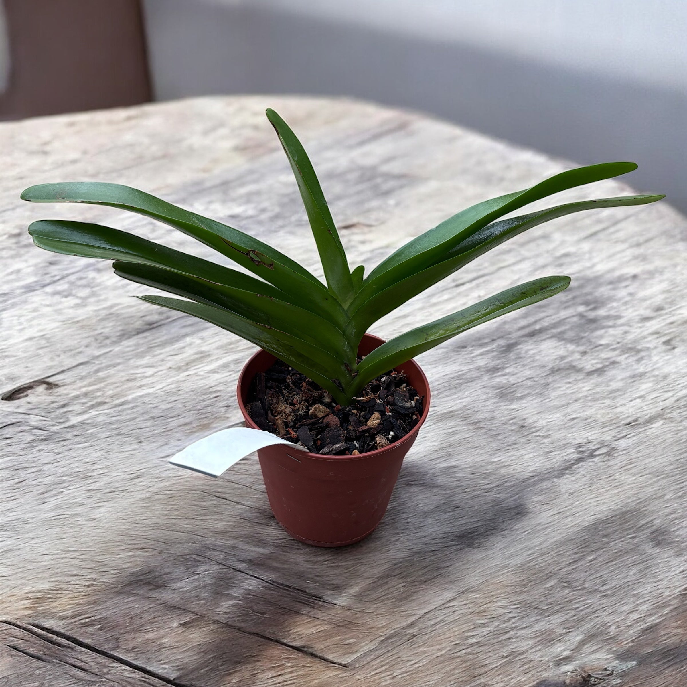 Perreiraara Bangkok Star profumata