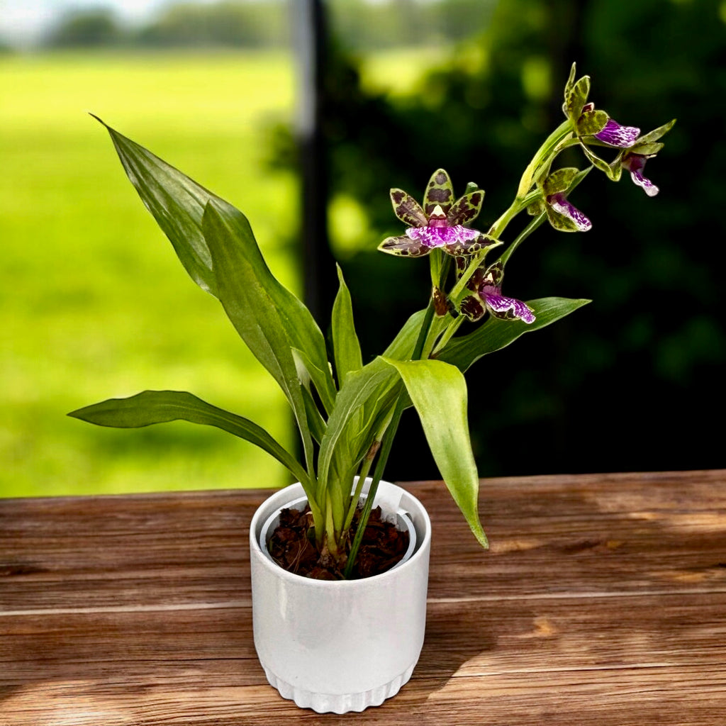 Zygopetalum Jumpin Jack - flori intens parfumate