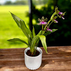 Zygopetalum Jumpin Jack - flori intens parfumate