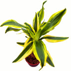 Dracaena Fragrans 'Golden King'