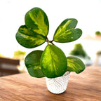 Hoya obovata 'Variegata' - fragrant flowers