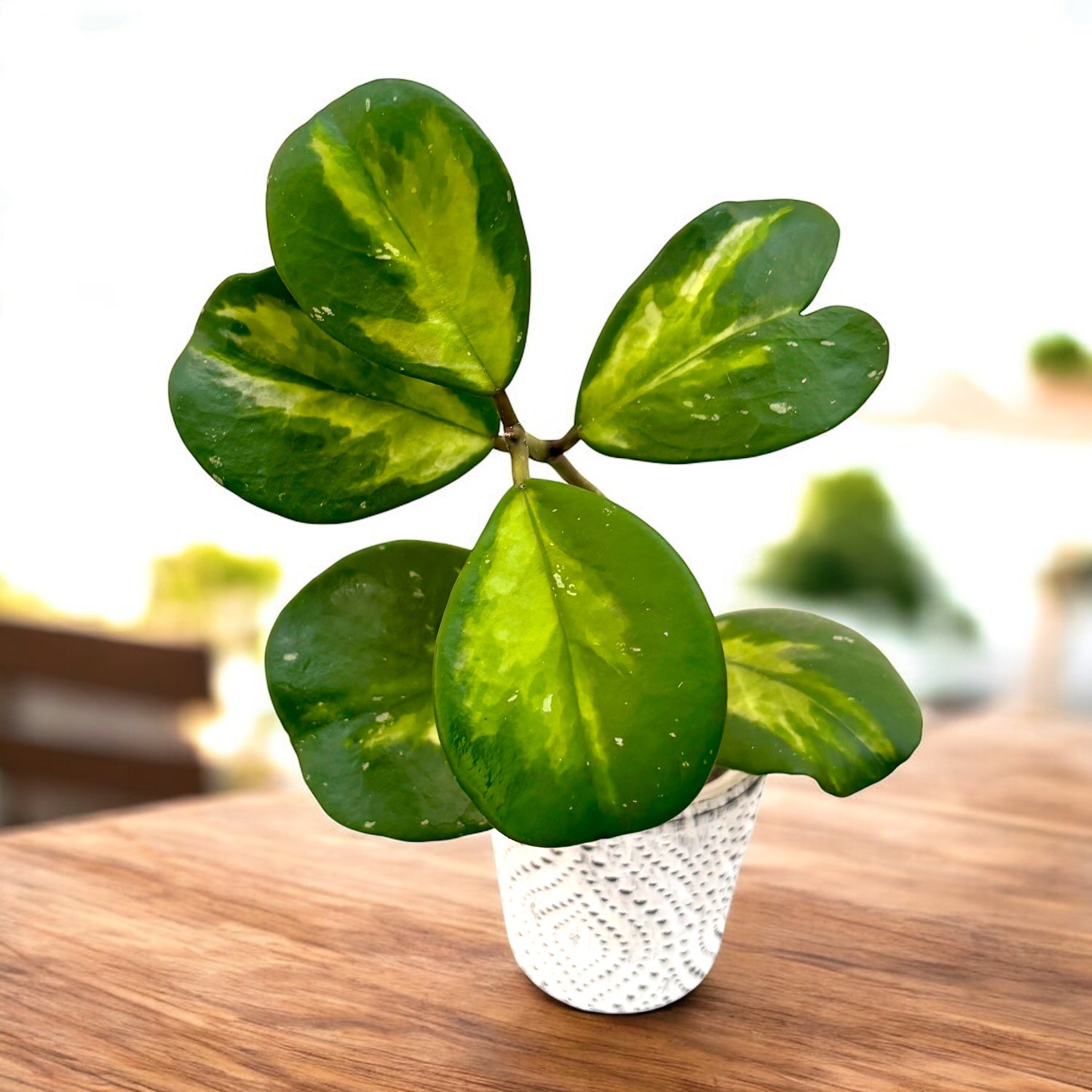 Hoya obovata 'Variegata' - flori parfumate