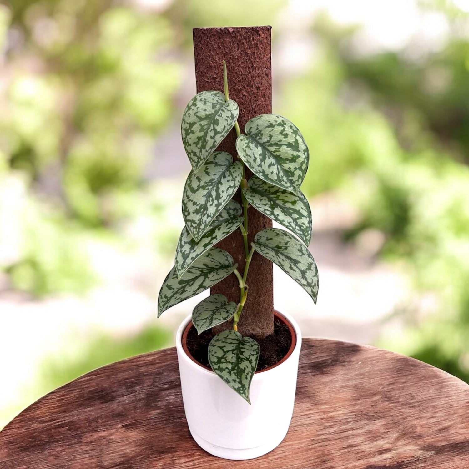 Scindapsus ‘Silver Lady’