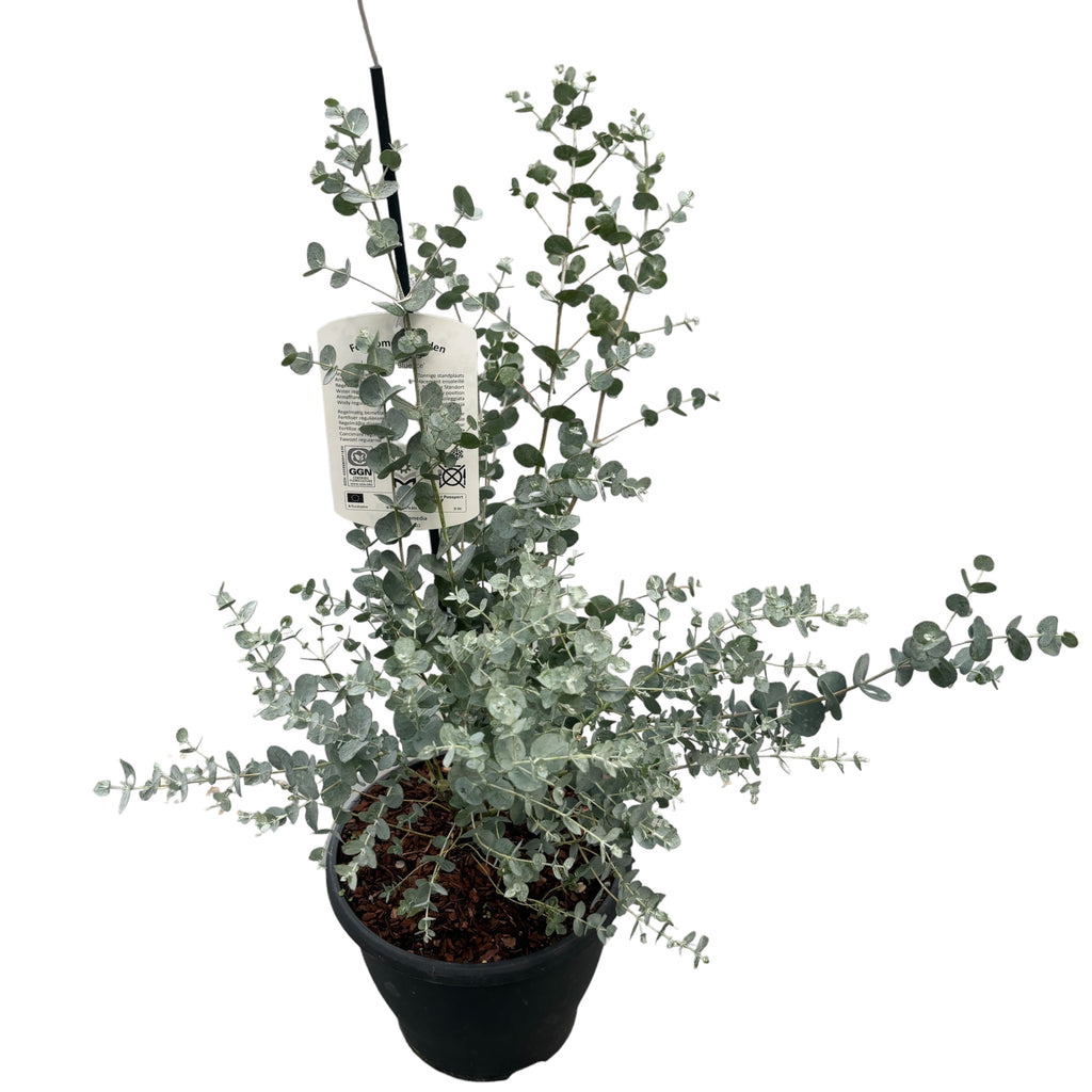 Ευκάλυπτος - Eucalyptus gunnii 'Blue Ice'
