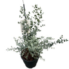 Eukalyptus - Eucalyptus gunnii 'Blue Ice'