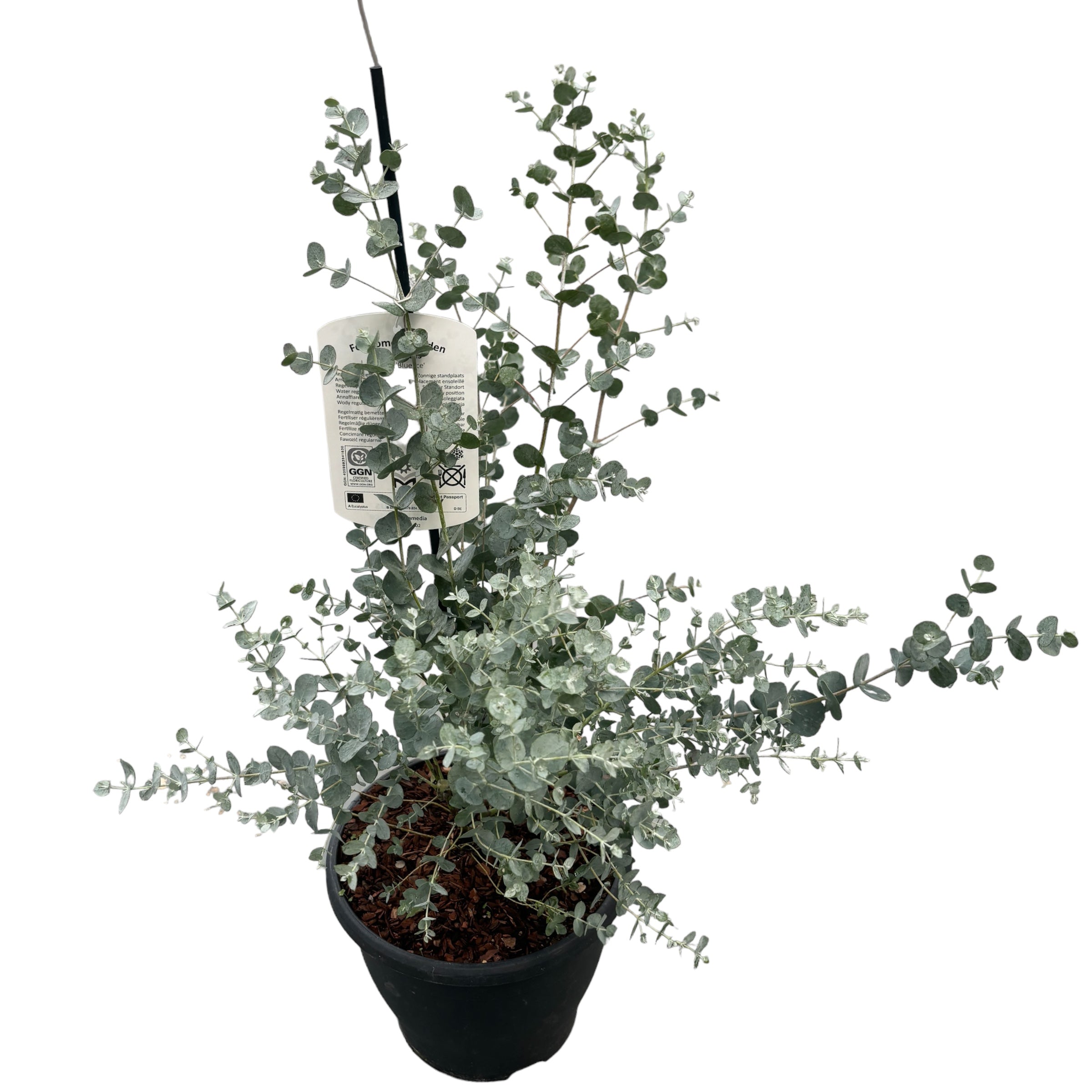 Eucalipt - Eucalyptus gunnii 'Blue Ice'