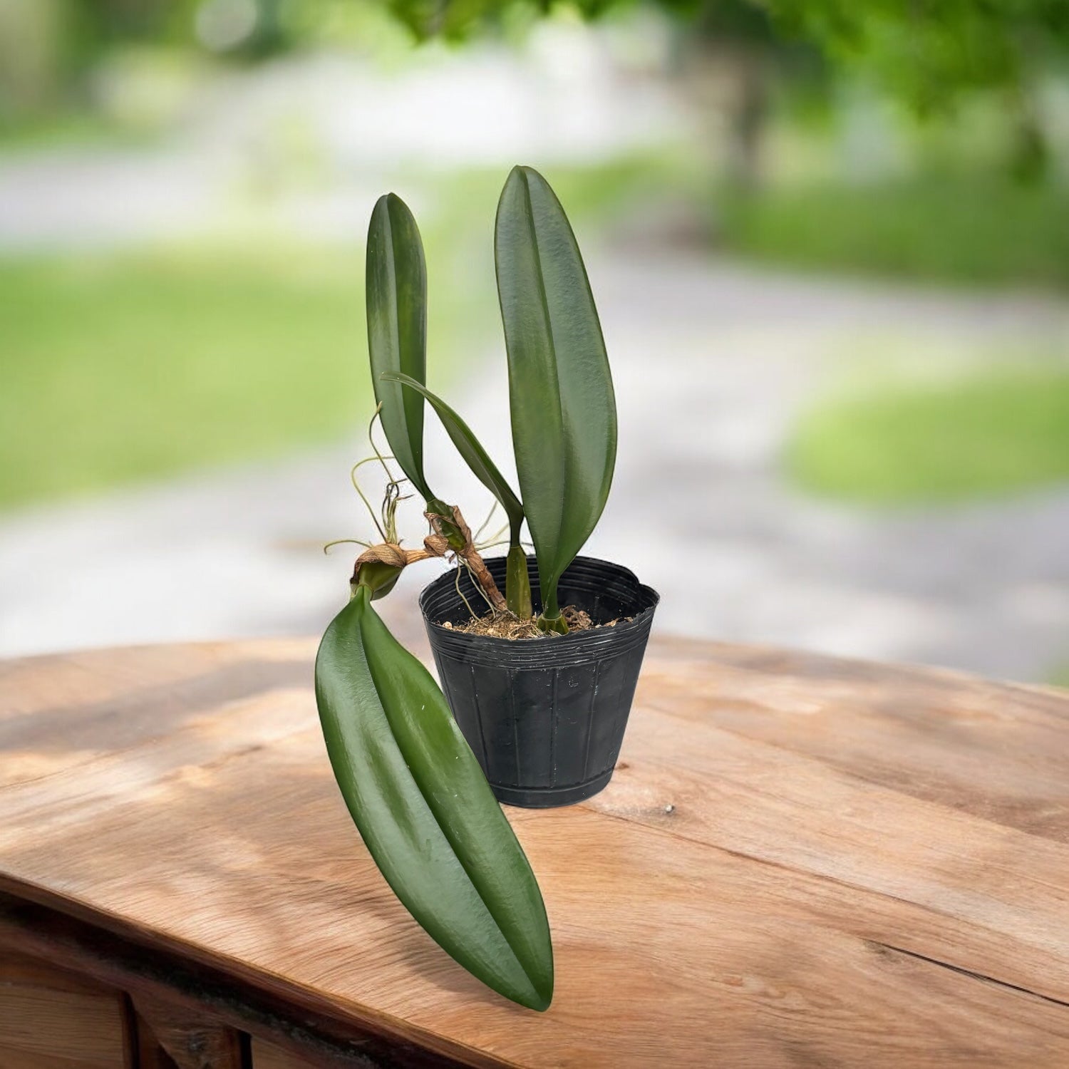 Bulbophyllum Elizabeth Ann 'Buckleberry' FCC/AOS