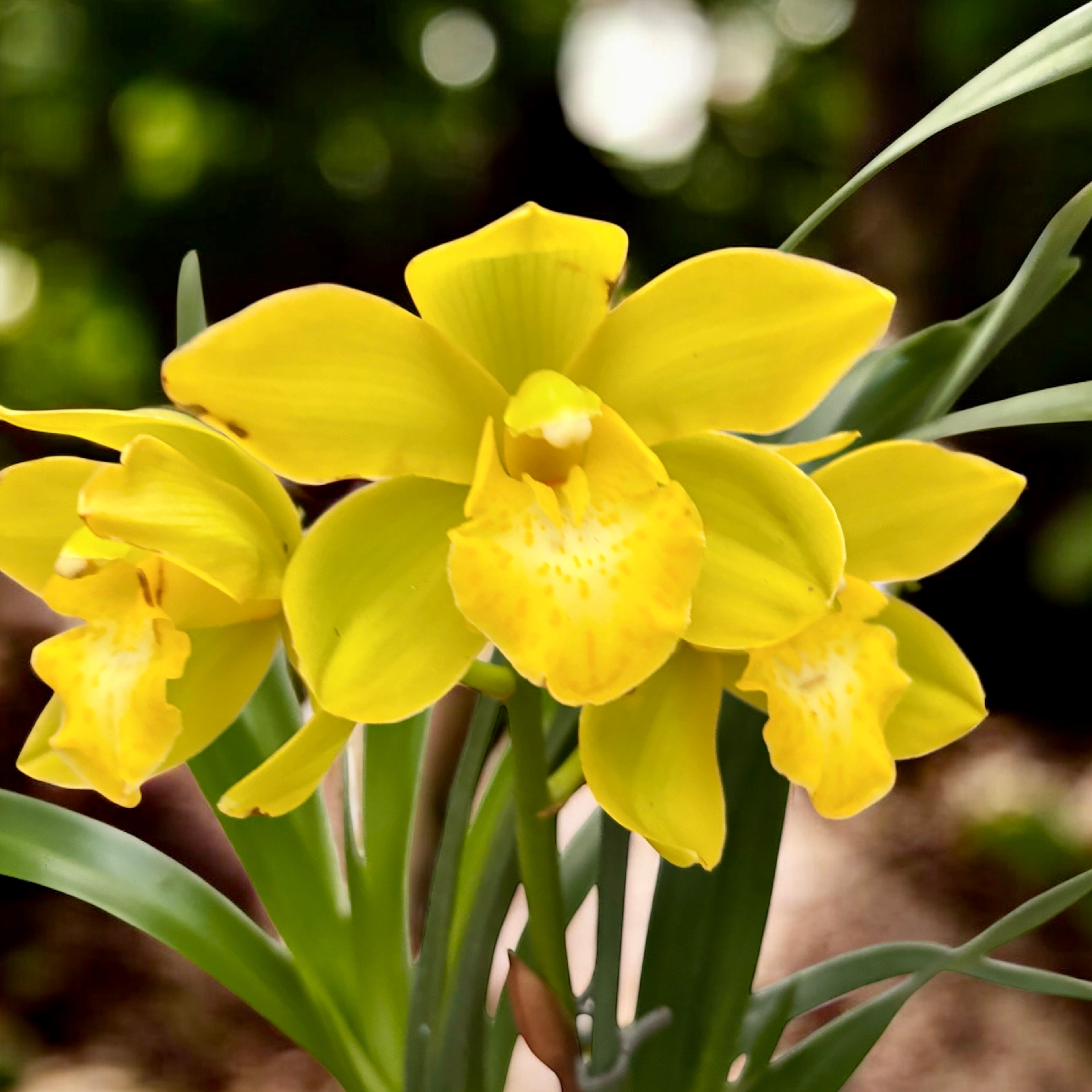 Cymbidium Kusuda Fantasy scented