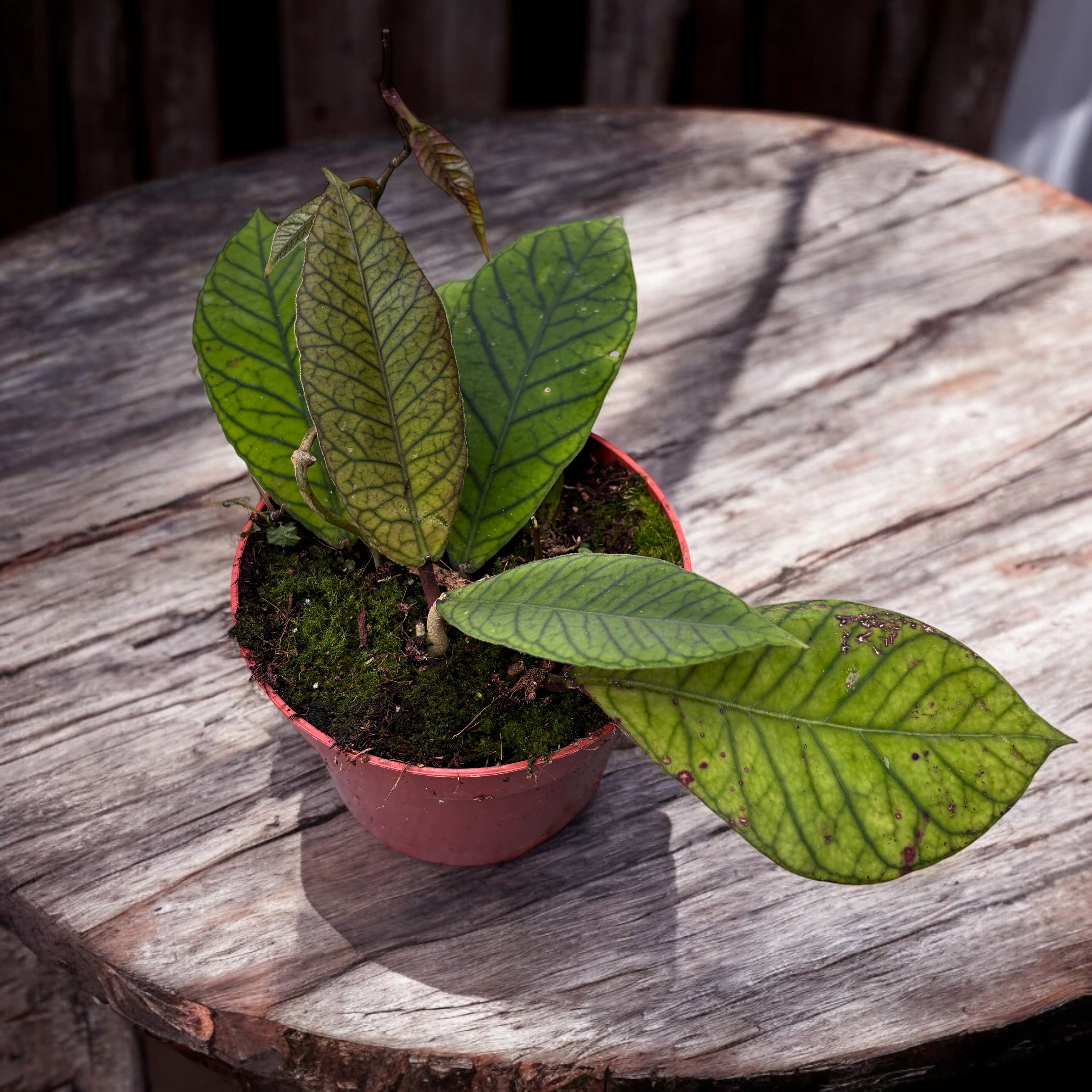 Hoya sp. Sabah (EPC-691)