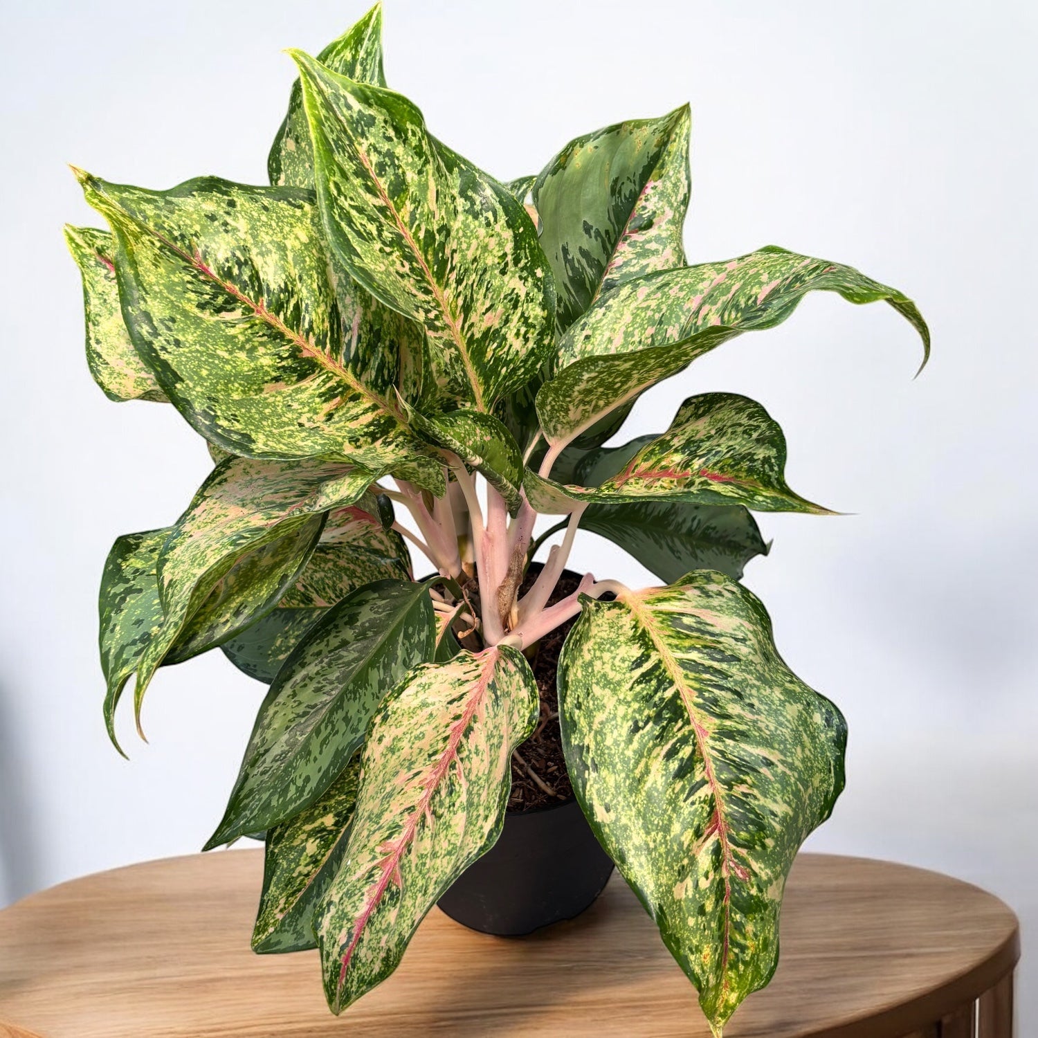 Aglaonema 'Pistachio Pink' - frunzis generos si colorit unic, in varianta XL