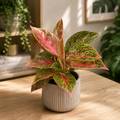 Aglaonema ‘Star Shining’