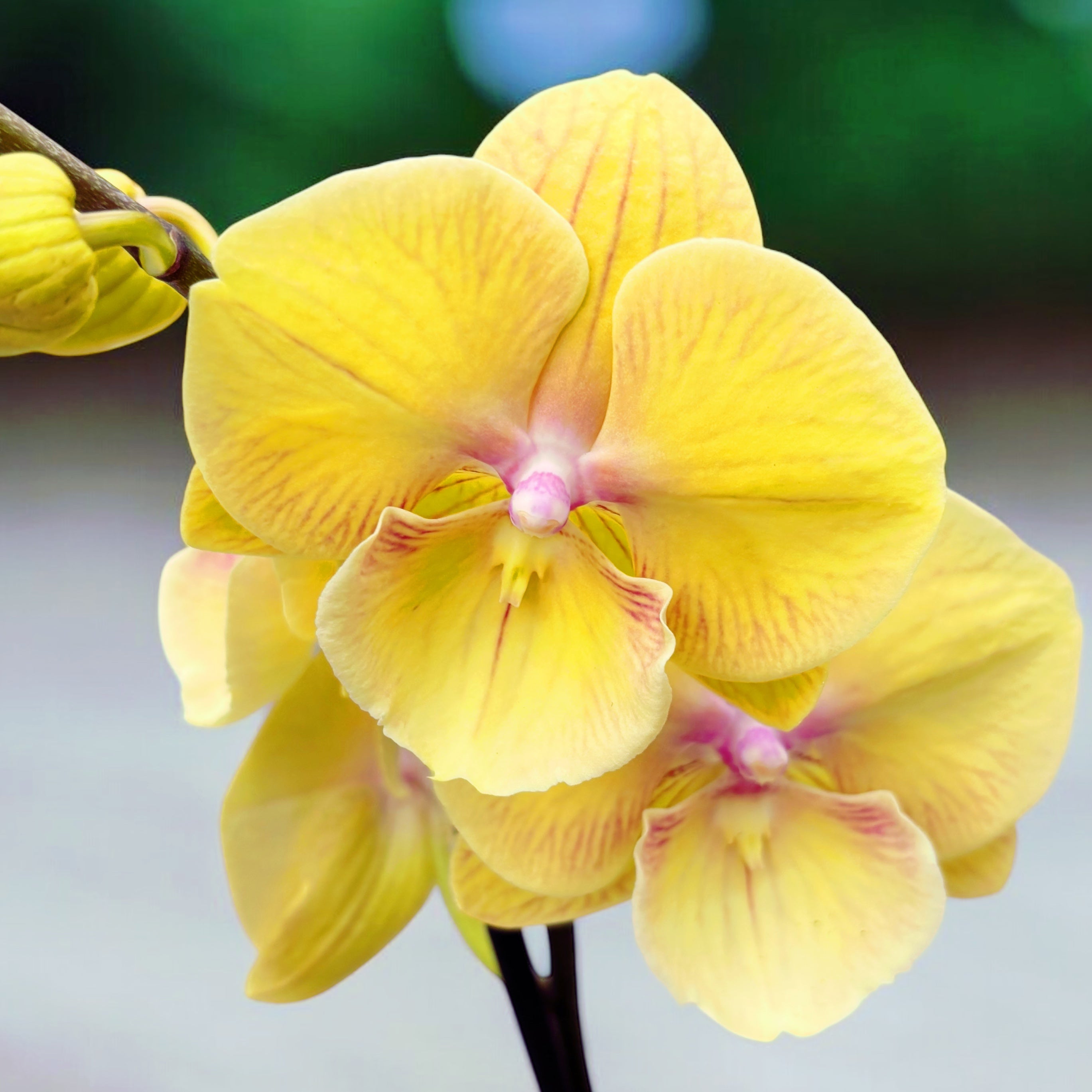 Phalaenopsis 'Limited #105’ big lip