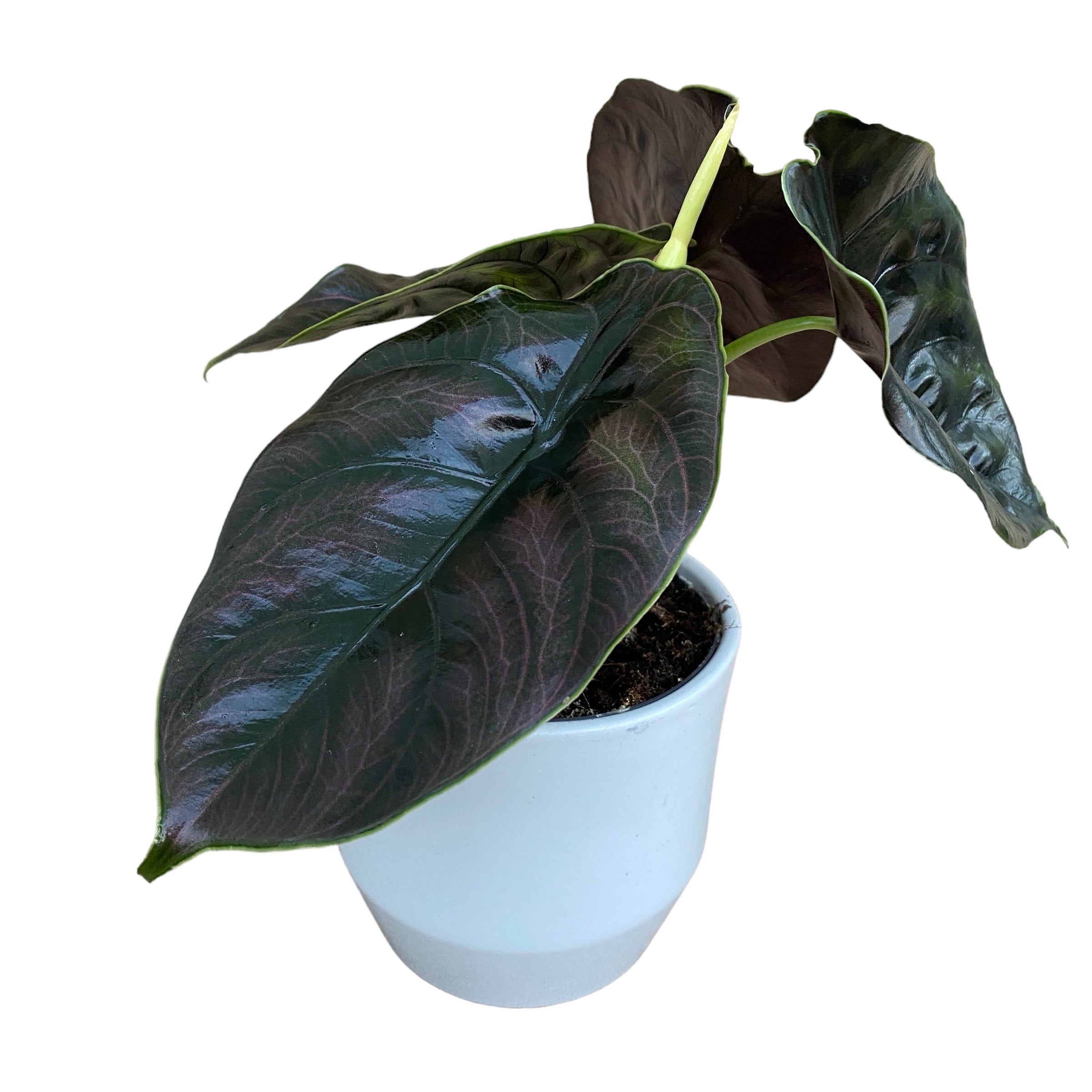 Alocasia azlanii 'Chameleon'