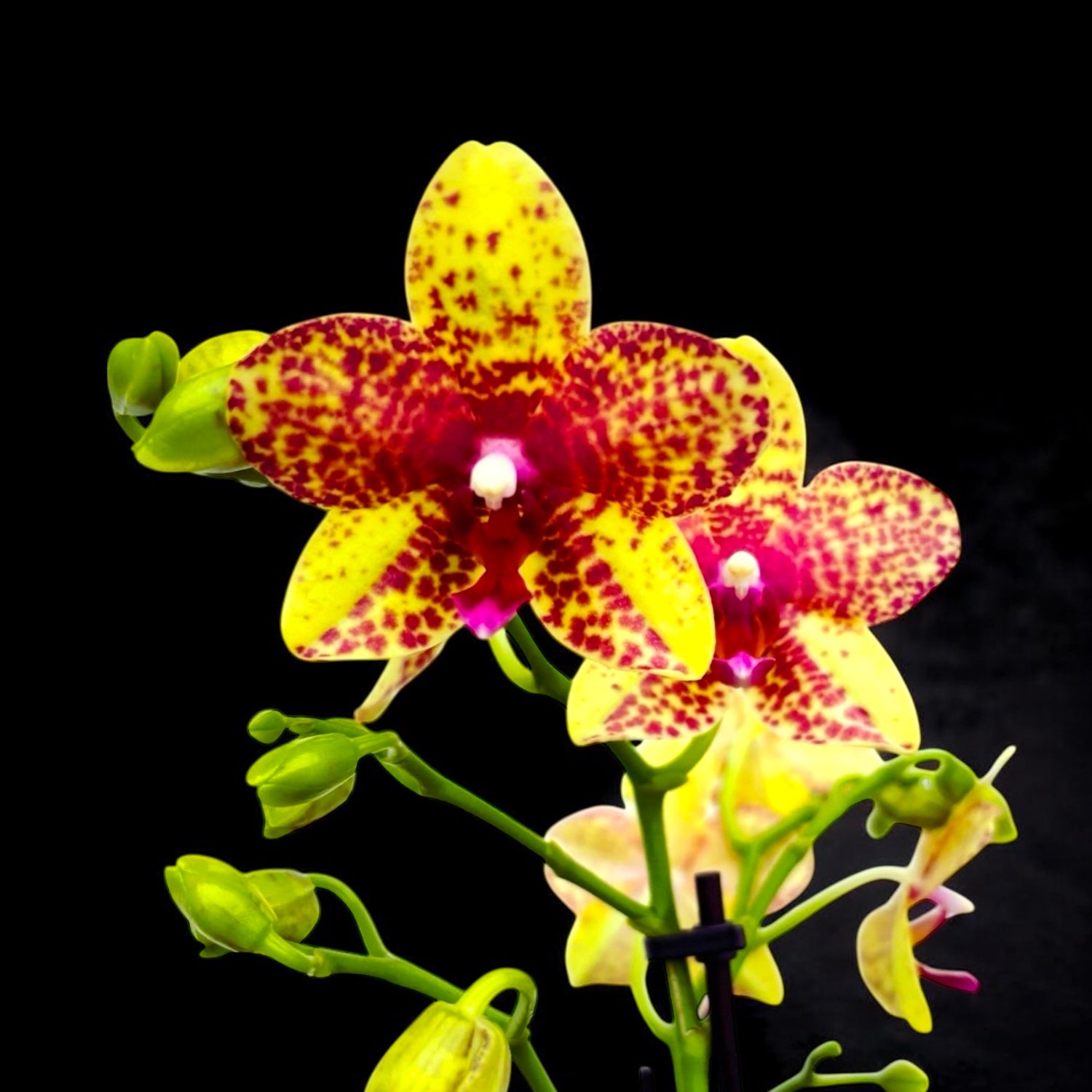 Phalaenopsis Anthura Grosseto (Phalaenopsis Tristar Poeker)