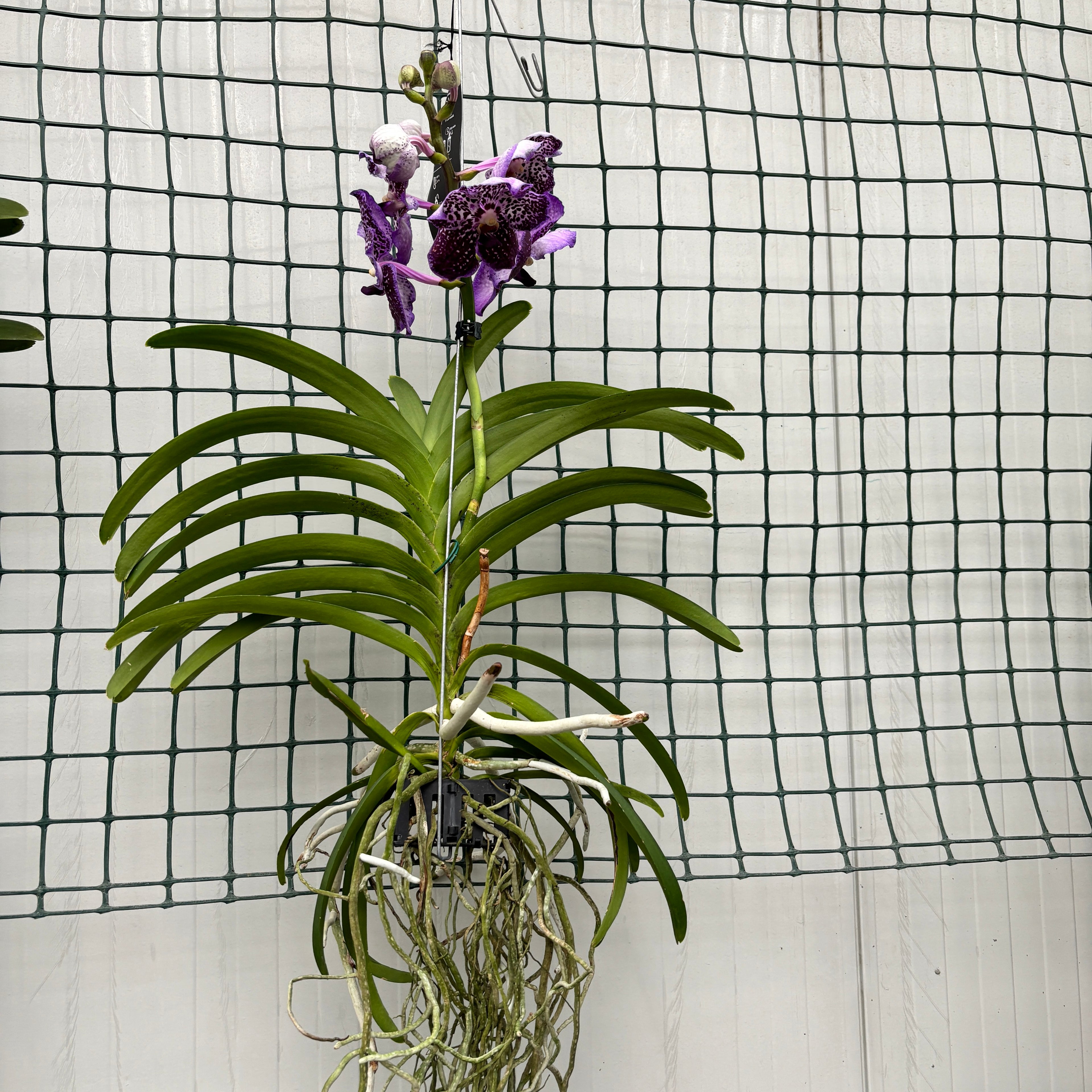 Vanda Sunanda Jeff Leatham (ANSU)