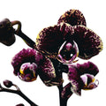 Phalaenopsis 'Limited #08'