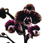 Phalaenopsis 'Limited #08'