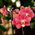 Phalaenopsis Horizon