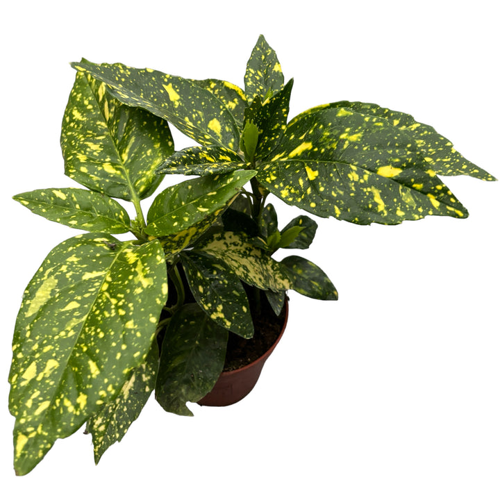 Aucuba japonica variegata (Pomul de aur)