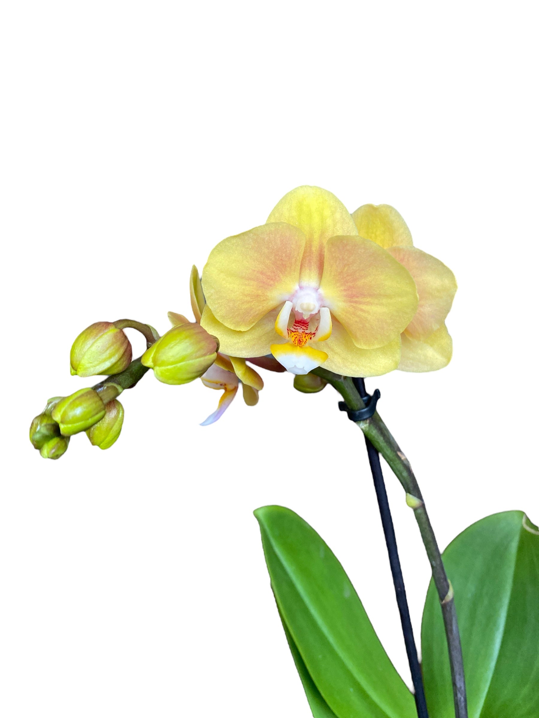 Phalaenopsis Limpopo (variation)