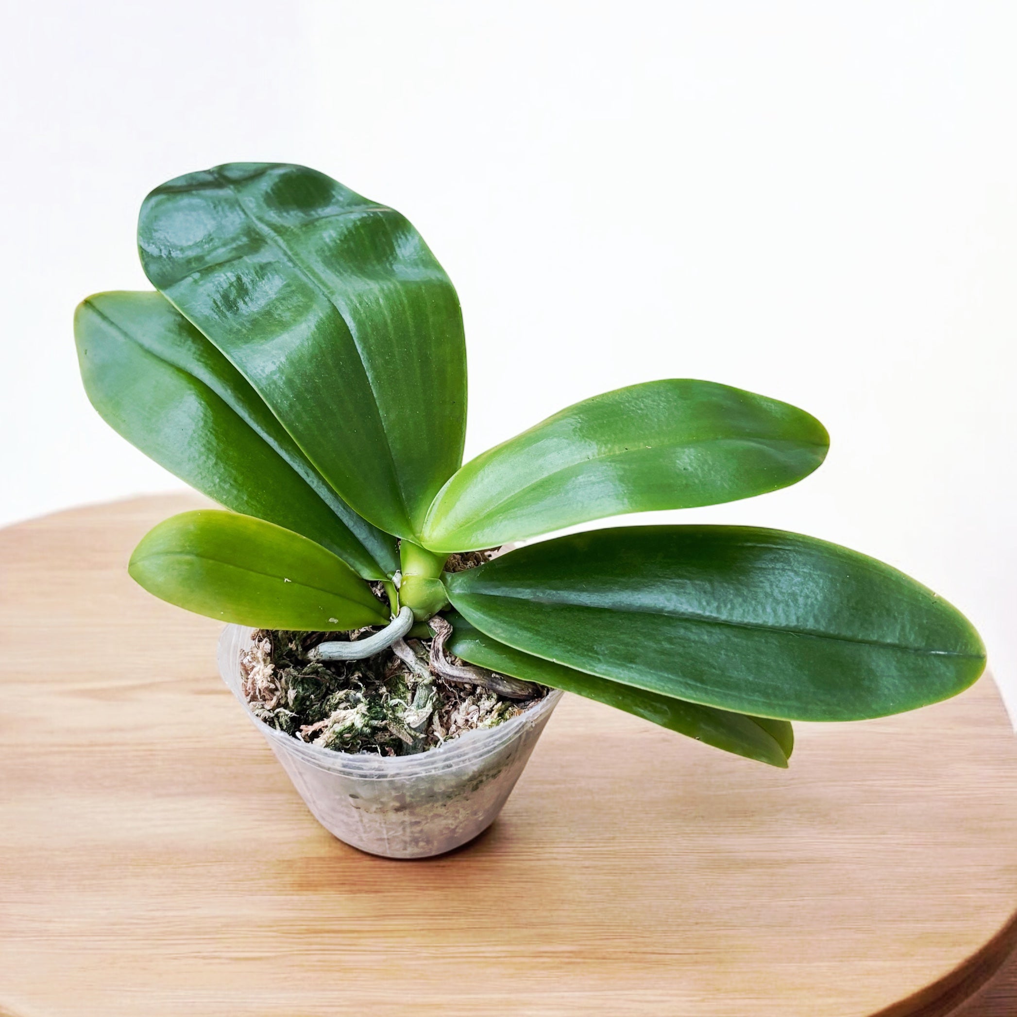 Phalaenopsis Lyndon Mix Zebra '708' * fleurs parfumées