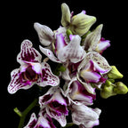 Phalaenopsis Younghome Summer (peloric-3lips)