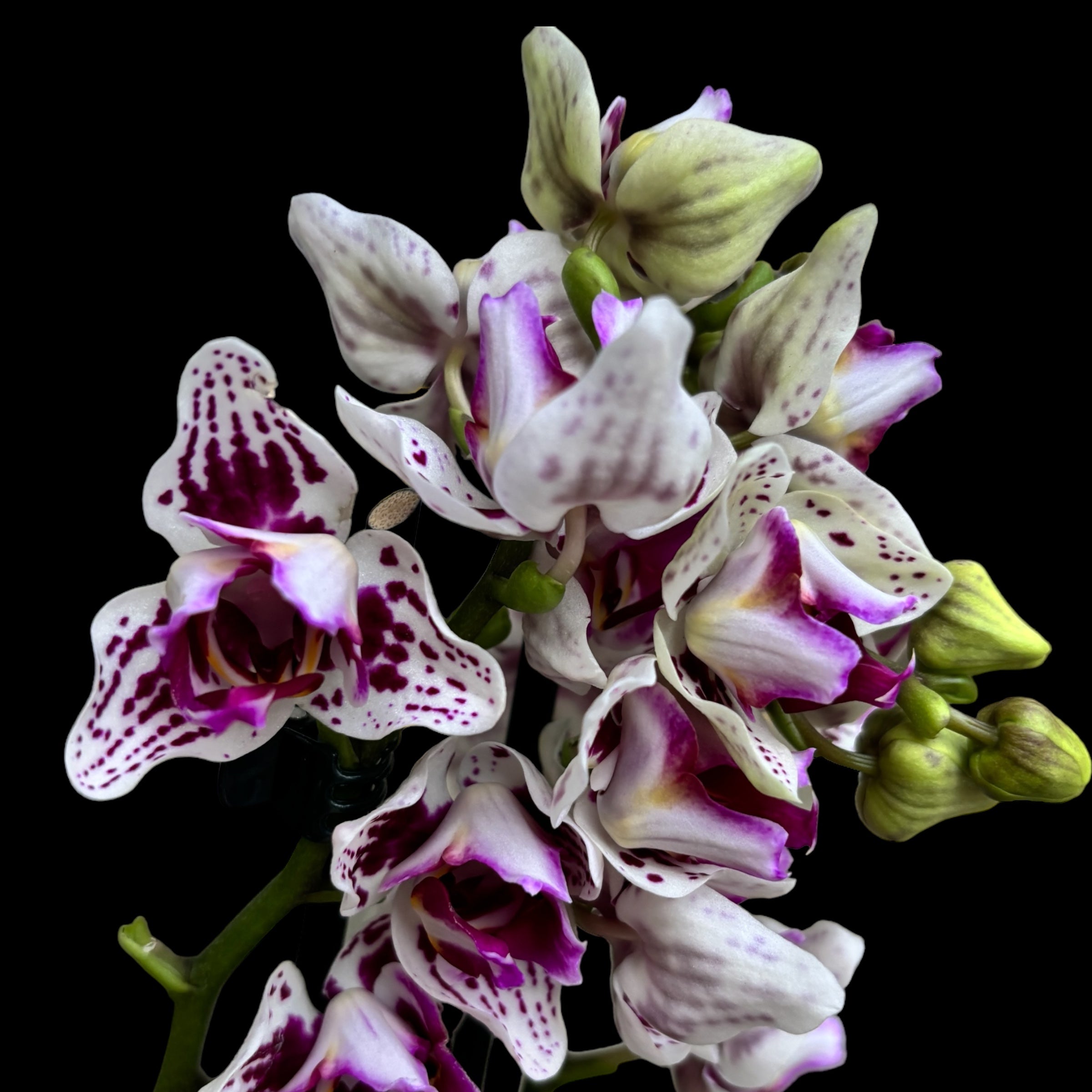 Phalaenopsis Younghome Summer (pélorique-3lips)