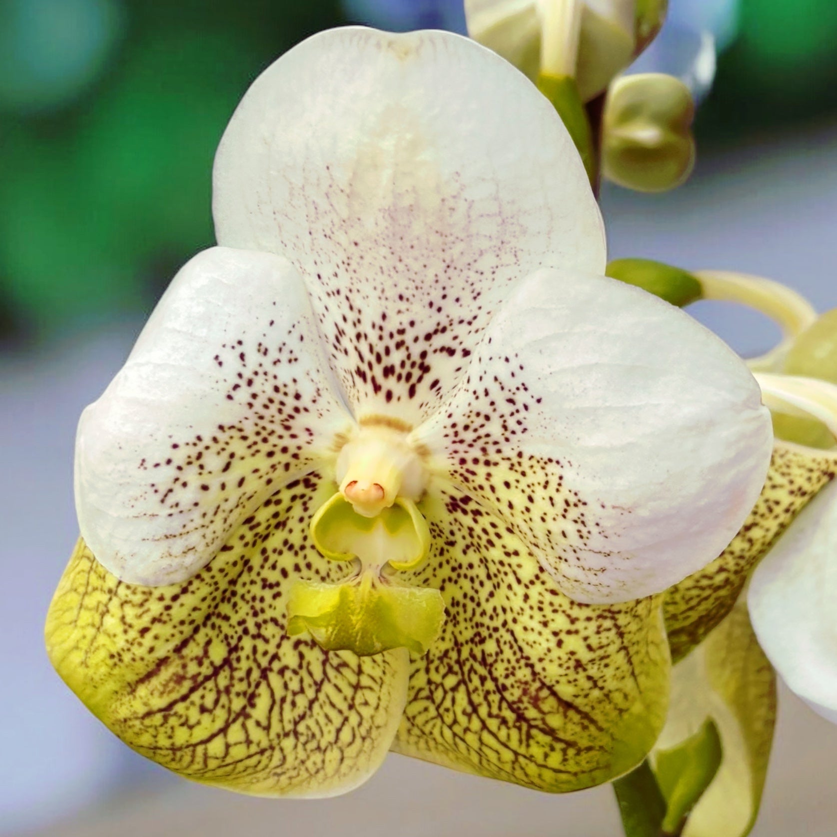 Vanda Divana White Lemon (Ansu)