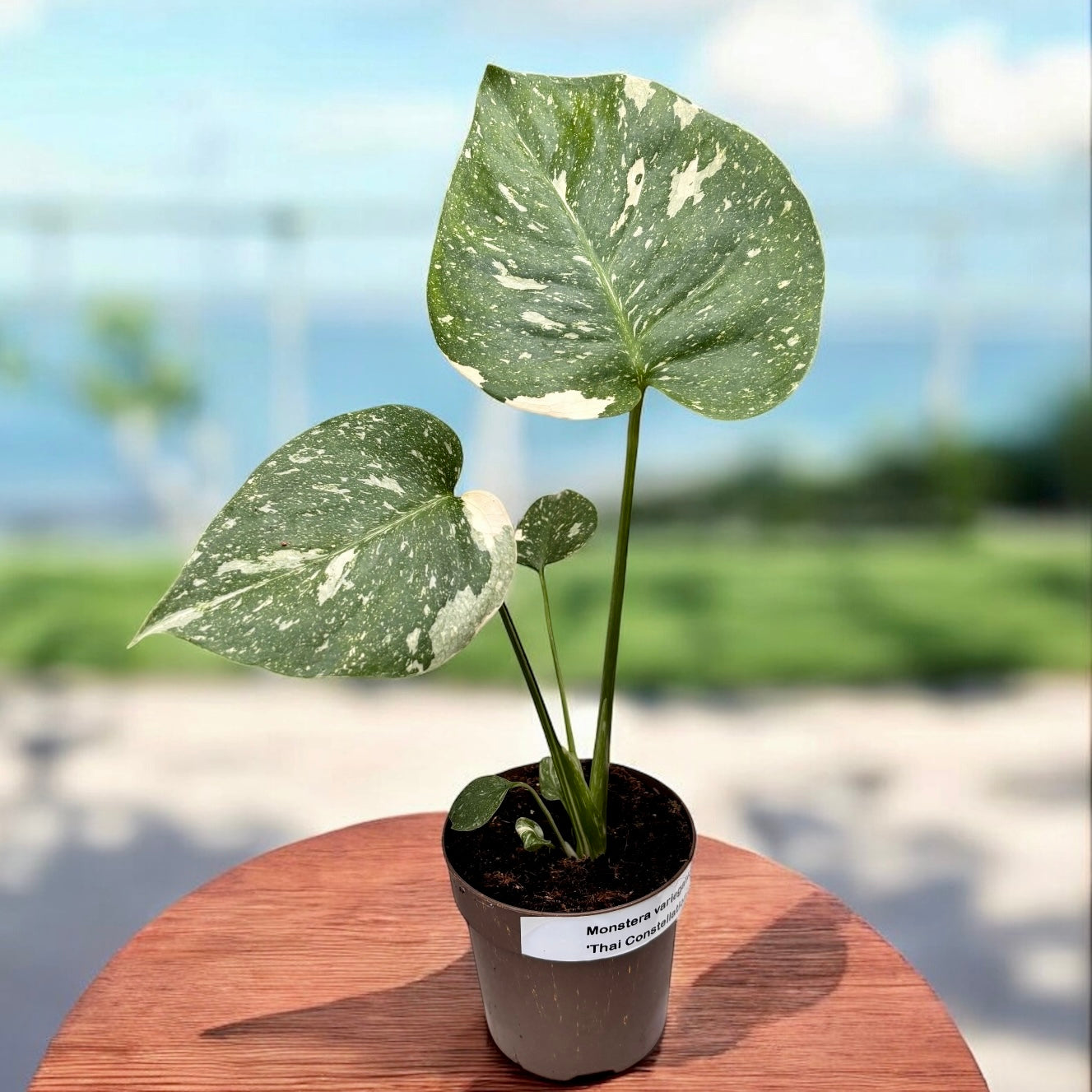 Monstera variegata 'Thai Constellation'