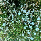 Jasminum polyanthum (jazmín chino - flores intensamente perfumadas) - ejemplares XL