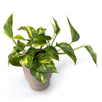 Epipremnum pinnatum 'HiColor' 3 plante/ghiveci