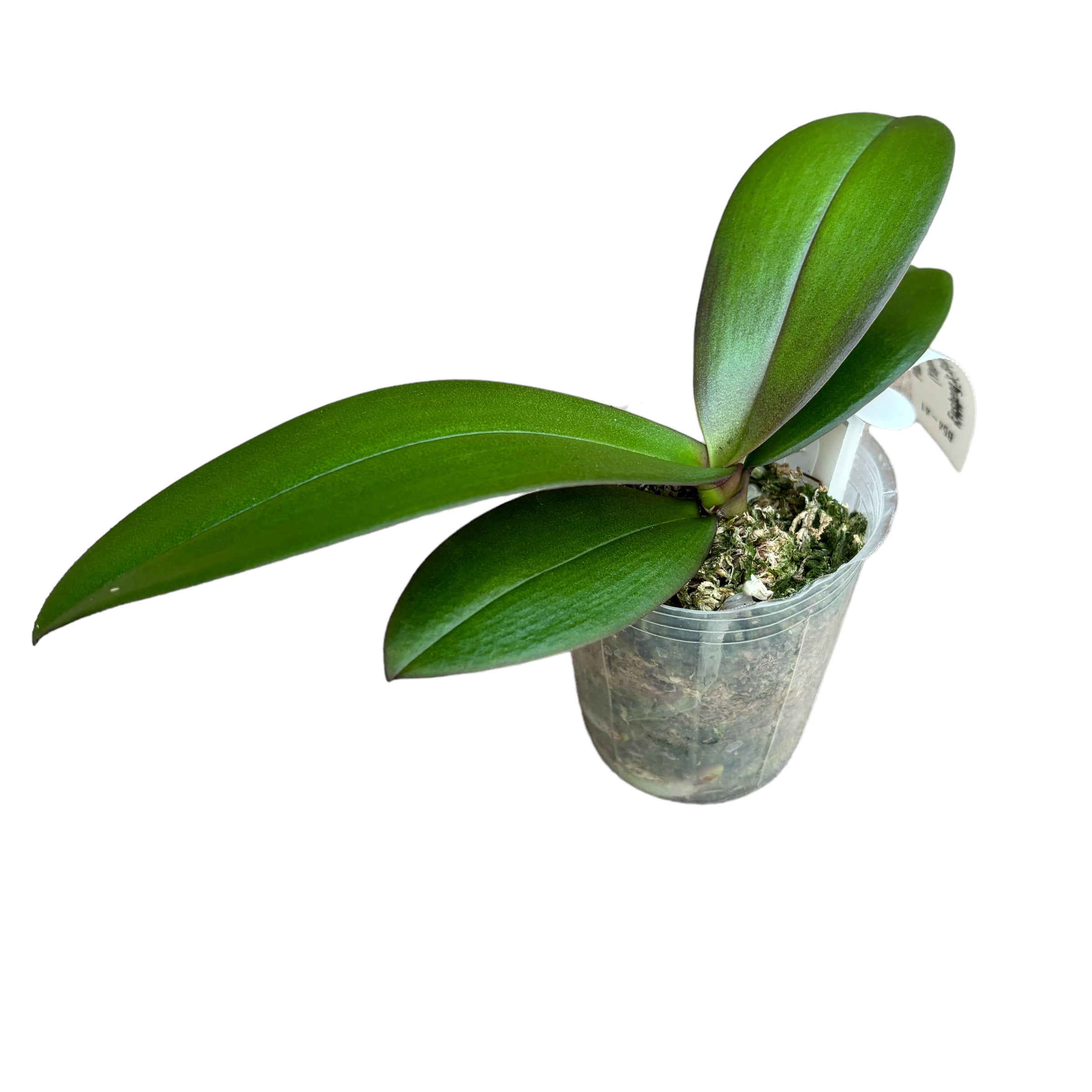 Phal. [Tying Shin Schwalbe × (Yaphon Große Maus × Fushengs Brautkleid)] '1214'