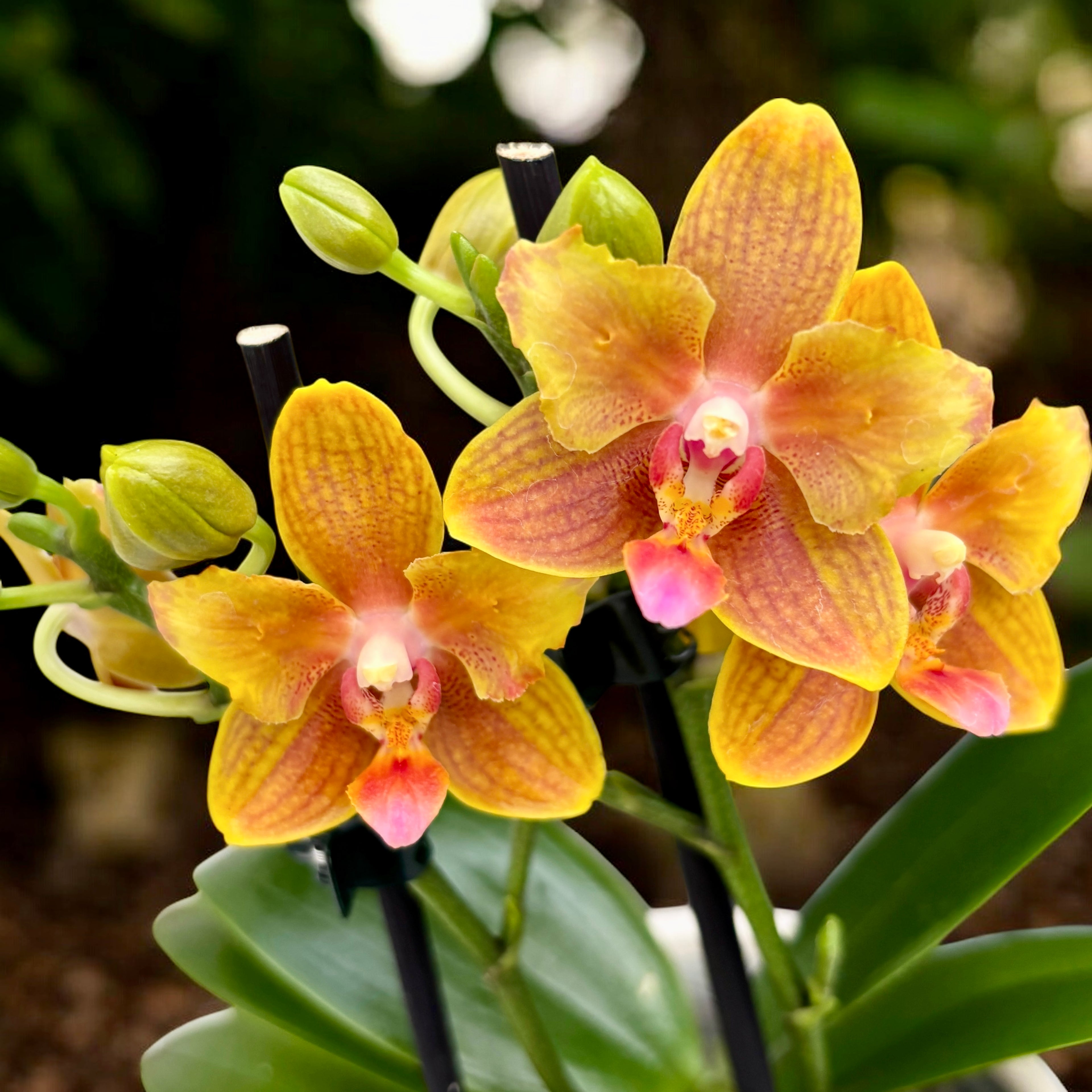 Phalaenopsis Lioulin Love - flori pelorice & parfumate